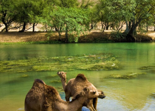 The Best Adventure Travel Agency in Salalah – Discover Nature with Reventure